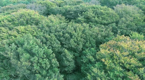 Longer Flight Over Forest And Into The Treetop Stock Footage 36834863