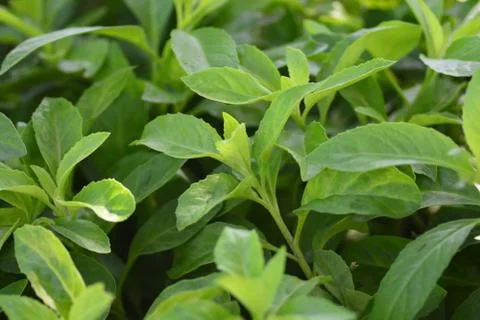 Longevity Spinach, also known as Gynura Procumbens Stock Photos