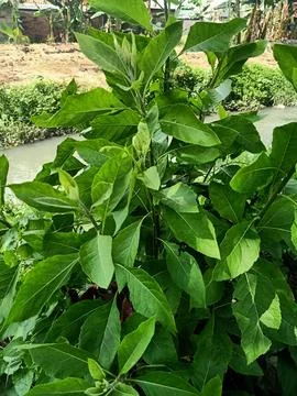 Longevity Spinach Plant Stock Photos