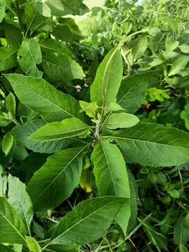 Longevity Spinach Plant Stock Photos
