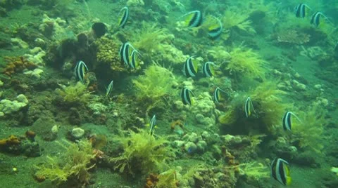 Longfin bannerfish Stock Footage 10737968