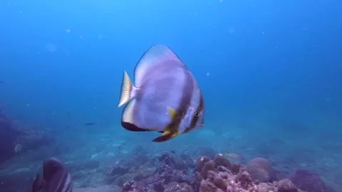 Longfin Batfish Stock Footage 139608017