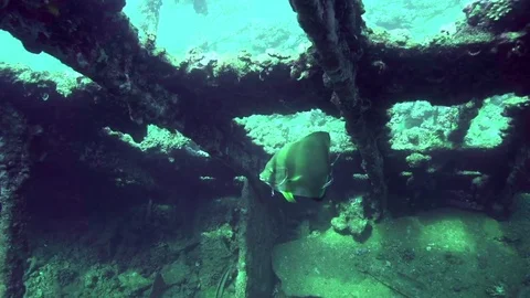 Longfin Batfish (Platax teira) is cleaned by cleaning fish Stock Footage 80282926