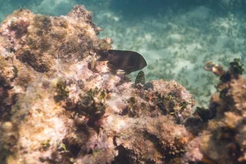 Longfin damselfish in a reef Stock Photos