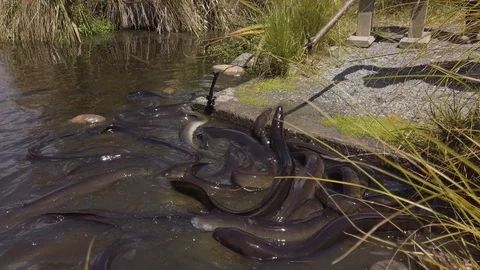 Longfin eels being feed in New Zealand Vídeo Stock 102645318