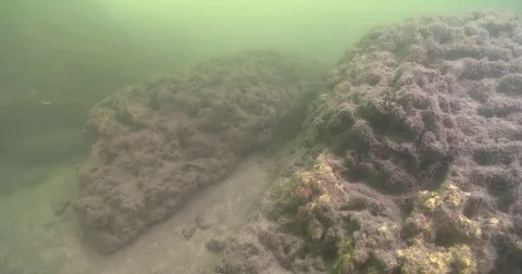 Longfin rockcod behaving nervously on sandy silty estuary, Epinephelus quoyanus, Stock Footage 82610672