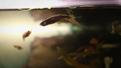 Longfin Zebra Danio, Danio resting, Rerio swimming in a fish tank Stock Footage 130751302
