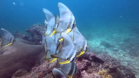 LongfinnedBadfish school Stock Footage 139608501