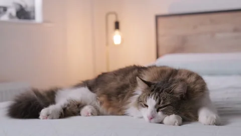Longhair cat napping on a bed Stock Footage 320465894