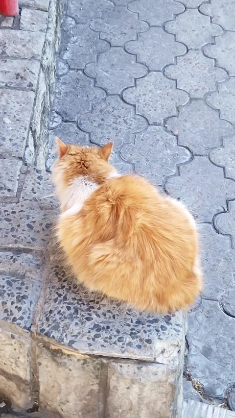 Longhair Ginger Cat Sitting on Decorative Stone Pavement Seen from Behind Stock Footage 339076485
