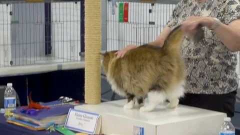 Longhaired cat being judged at cat show Video stock 80393671