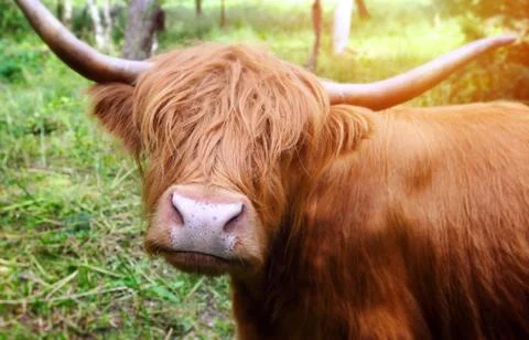 Longhaired cattle up close. Stock Photos