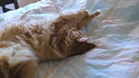Longhaired Ginger Cat Stretching on Bed Stock Footage 98085953