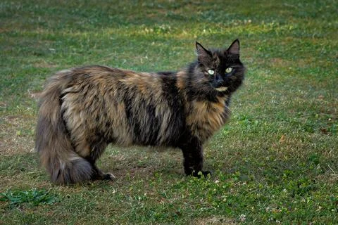 Longhaired tortoiseshell cat on grass Stock Photos