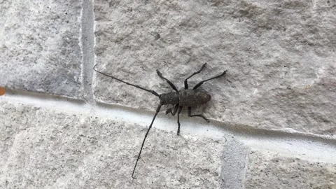 Longhorn beetle also known as long-horned or longicorns crawling on stone wall. Stock Footage 311119635