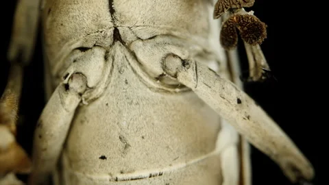 Longhorn Beetle Close-Up, Showcasing Leg Movement Via Hinged Joint Mechanism, Vidéo 279932110