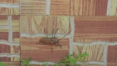 Longhorn Beetle Crawling on Tiled Wall Stock Footage 330864411