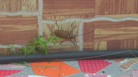 Longhorn Beetle Crawling on Wall and Pipe Stock Footage 330964400