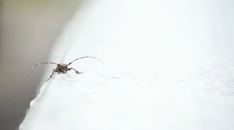 Longhorn beetle Stock-Footage 11631234