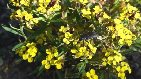 Longhorn beetle Stock Footage 152934691