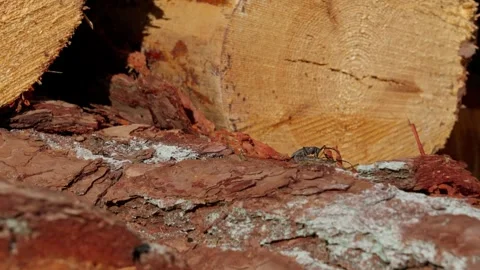 Longhorn beetle Stock Footage 321945401