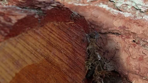 Longhorn beetle Stock Footage 321945994