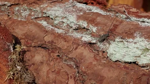 Longhorn beetle Stock Footage 321946259