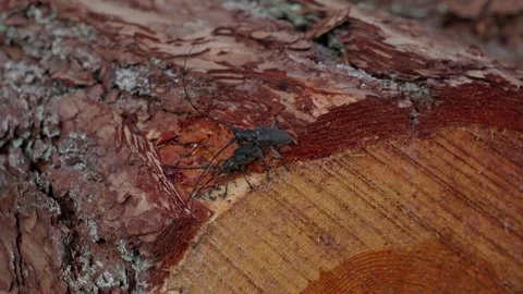 Longhorn beetle Stock Footage 321946325