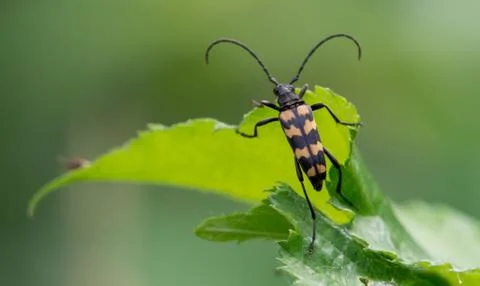 Longhorn beetle on leaf Stock Photos