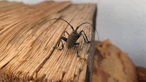 Longhorn beetle moving away from the camera Stock Footage 341774609