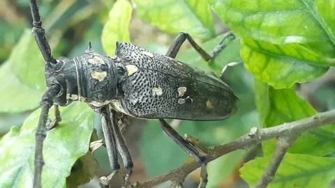 A longhorn beetle or Batocera These insects are recognized by their extremely Photos