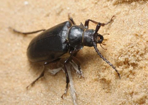 Longhorn beetle Stock Photos