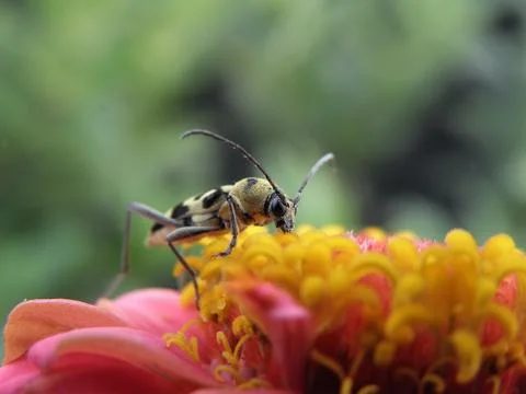 Longhorn beetle. Stock Photos