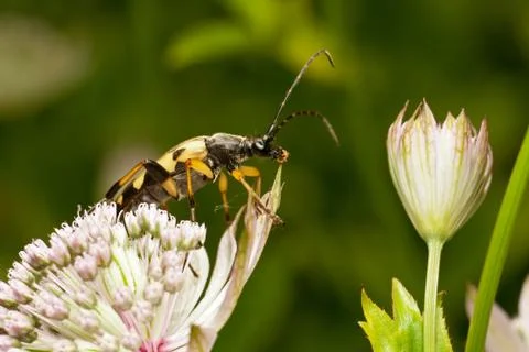 Longhorn Beetle Stock Photos