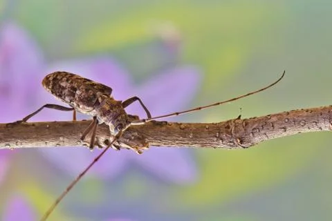 Longhorn Beetle Stock Photos