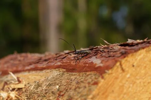A longhorn beetle 库存照片