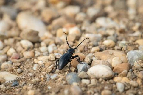 A longhorn beetle sitting on the ground Stock Photos