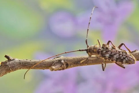 Longhorn Beetle Spring Background Stock Photos