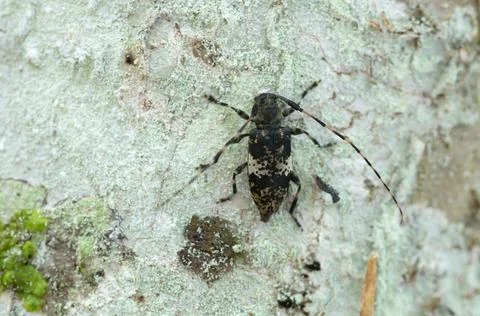Longhorn beetle on wood Stock Photos