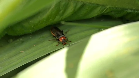 The Longhorn Beetles On A Leaf 1 Stock Footage 76709850
