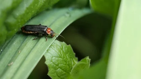 The Longhorn Beetles On A Leaf 2 Stock Footage 76711842