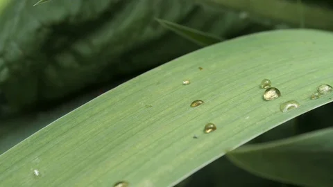 The Longhorn Beetles On A Leaf 3 Stock Footage 76714573