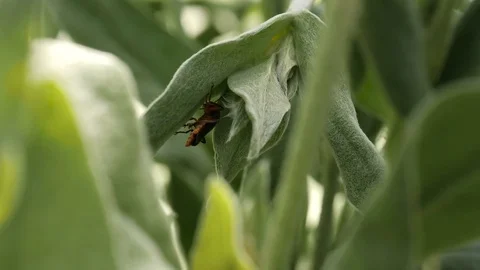 The Longhorn Beetles On A Leaf 4 Stock Footage 76708607