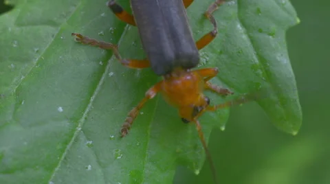 The longhorn beetles on а leaf Stock Footage 52313503