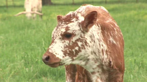Longhorn calf Stock Footage 537014