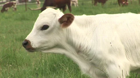 Longhorn calf Video stock 537022