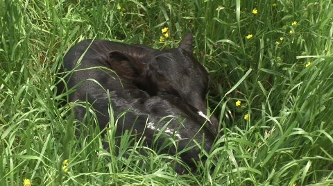 Longhorn calf Stock Footage 537043
