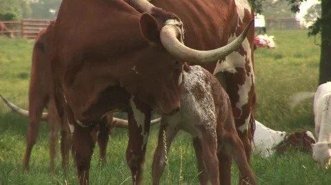 Longhorn calf Stock Footage 537182