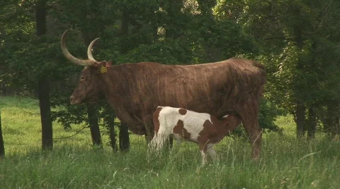 Longhorn calf Video stock 537185