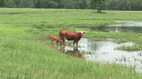 Longhorn calf Stock Footage 537196